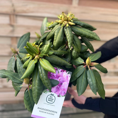 Rhododendron Roseum Elegans 2-5L
