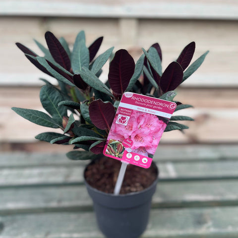 Rhododendron Wine and Roses (2 Größen)