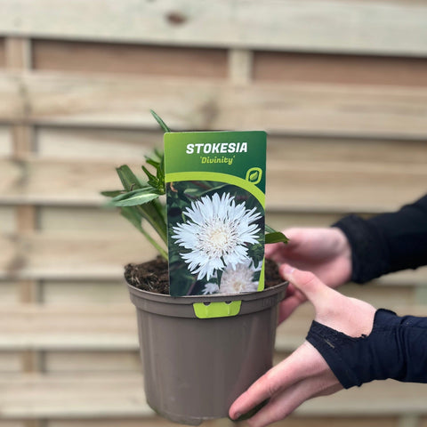 Stokesia 'Divinity' 2L