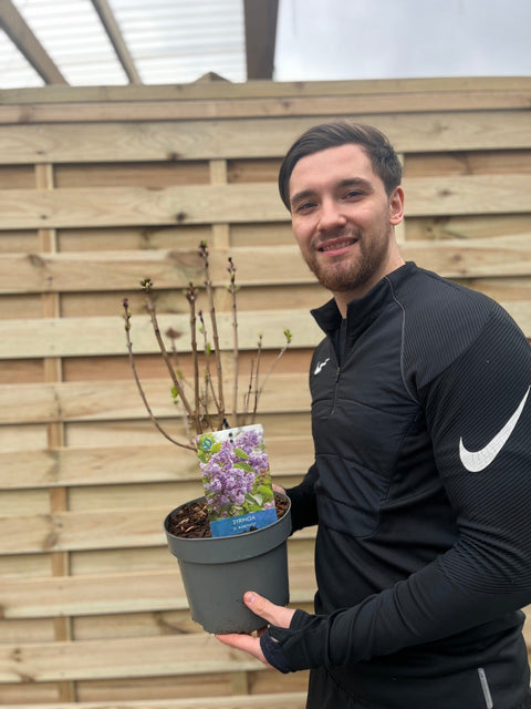 Syringa vulgaris 'Amethyst' (Flieder) 3L