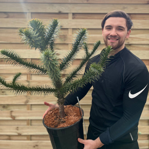 Araucaria Araucana | Andentanne