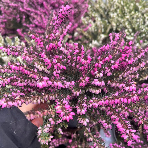 Erica Heather Pink (9cm Topf)