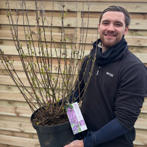 Syringa Bloomerang Purple (Reblooming Lilac) 3L/7,5L