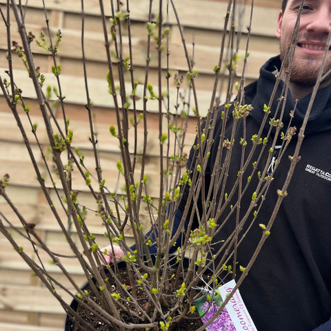 Syringa Bloomerang Purple (Reblooming Lilac) 3L/7,5L