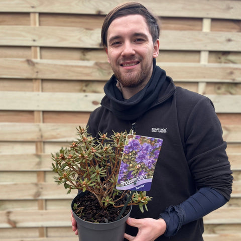 Rhododendron 'Azurika' 2L