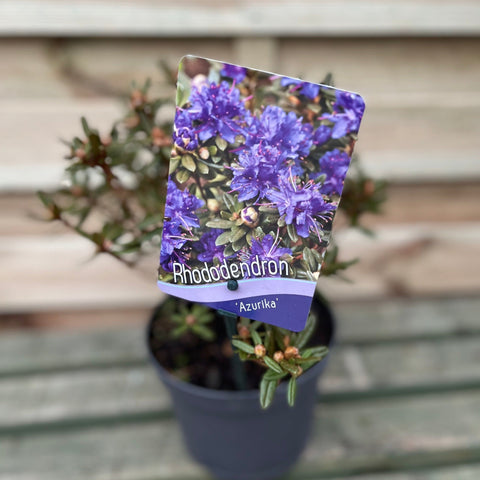 Rhododendron 'Azurika' 2L