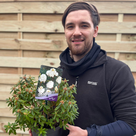 Rhododendron Dwarf White ‘Arctic Tern’ 2L