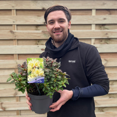 Rhododendron 'Princess Ann' | Zwerg-Rhododendron 2L