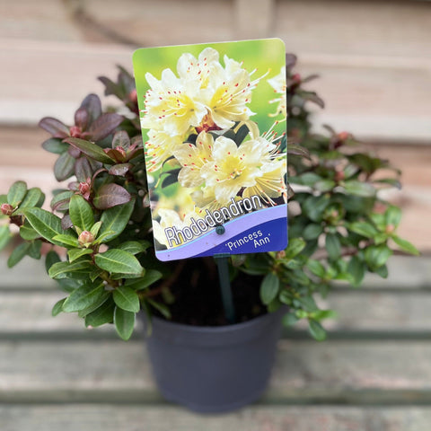 Rhododendron 'Princess Ann' | Zwerg-Rhododendron 2L