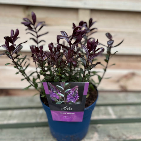 Hebe 'Black Beauty' 2L