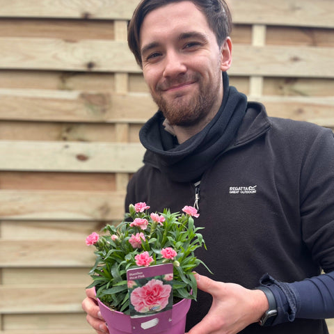 Dianthus 'Oscar Pink'