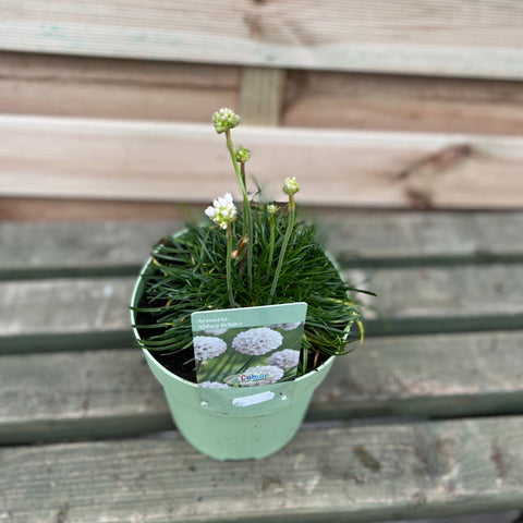 Armeria pseudarmeria Weiß 9cm / 3L