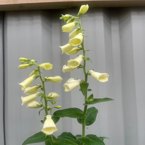 Digitalis grandiflora 'Carillon' Zwergfingerhut 9 cm