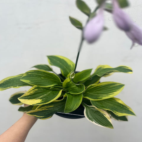 Hosta 'Wide Brim' 9cm/2L