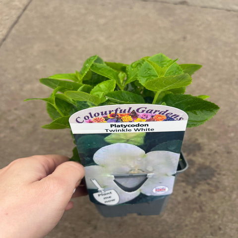 Platycodon White 9cm