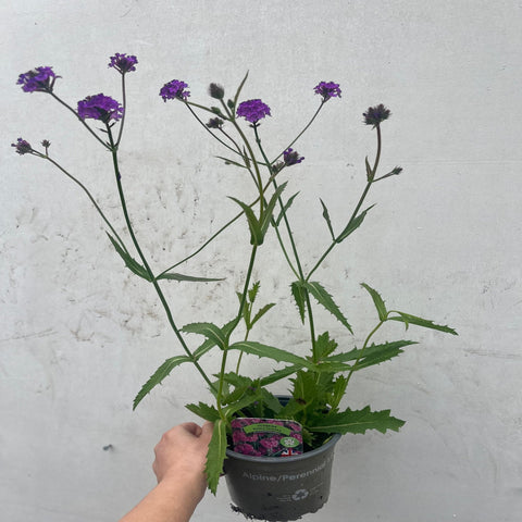 Verveine 'Rigida' 9 cm / 1,5 L / 2 L