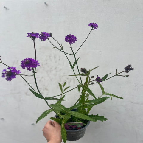 Verveine 'Rigida' 9 cm / 1,5 L / 2 L
