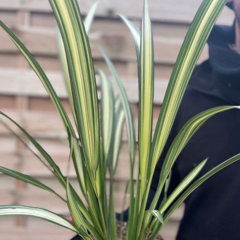 Phormium 'Crème Délice' 60-70cm