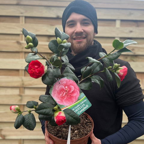 Camellia japonica 'Lady Campbell' 3L