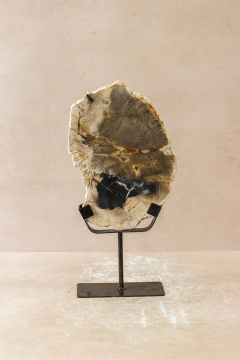 Petrified Wood Display - No 2