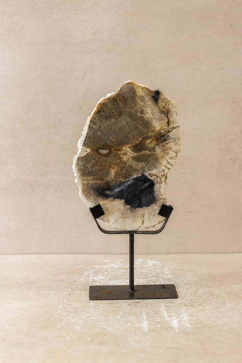 Ausstellungsstück aus versteinertem Holz – Nr. 2