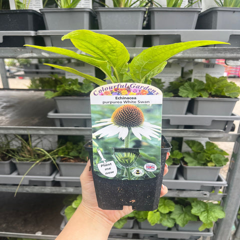 Echinacea purpurea 'White Swan' 9cm / 2L
