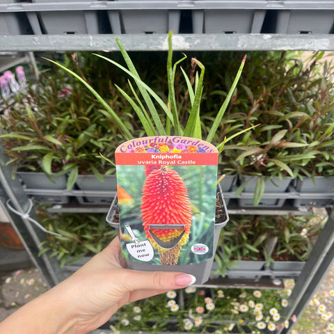 Kniphofia 'Royal Castle' (Fackellilie) 9 cm/2 l
