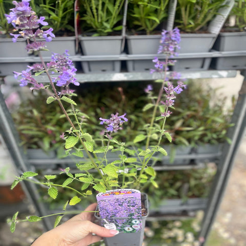 Nepeta 'Walker’s Low' 9cm/2L