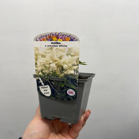 Astilbe arendsii Blanc 9cm/2L