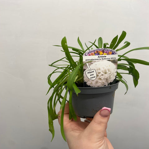Armeria pseudarmeria Weiß 9cm / 3L