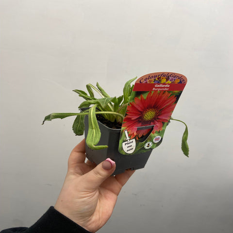 Gaillardia 'Burgunder' en pot de 9 cm