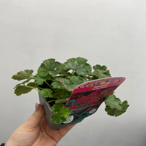 Heuchera 'Ruby Bells' 9cm/2L Anzuchttopf