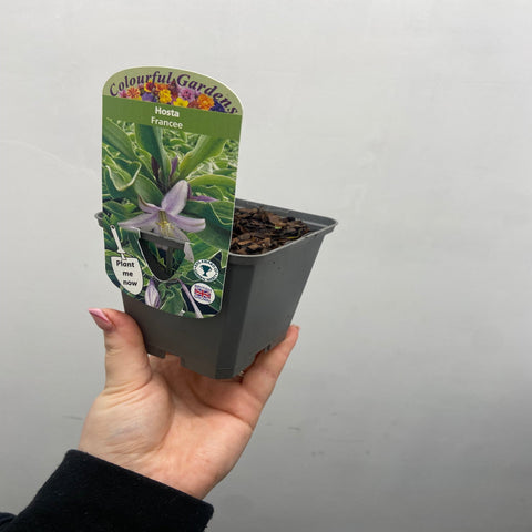 Hosta 'Francee' (fortunei) 9cm/2L
