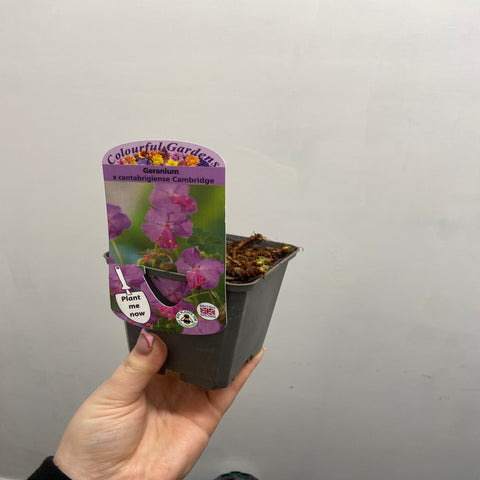 Geranium x cantabrigiense Cambridge 9cm / 2L
