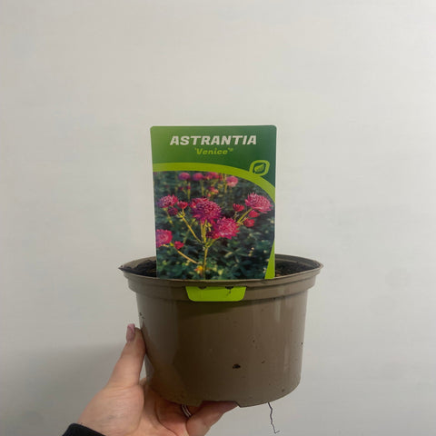 Astrantia major 'Venice' 2L