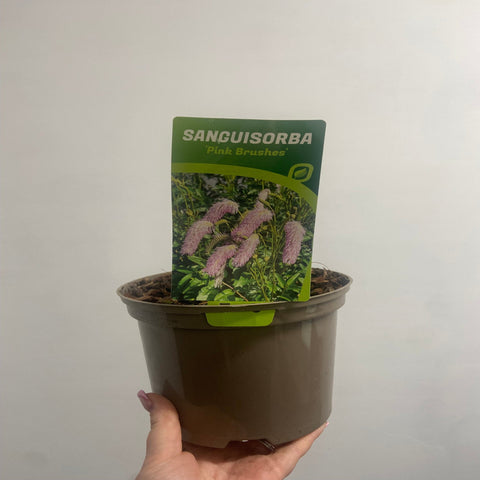 Sanguisorba Pink Brushes 2L
