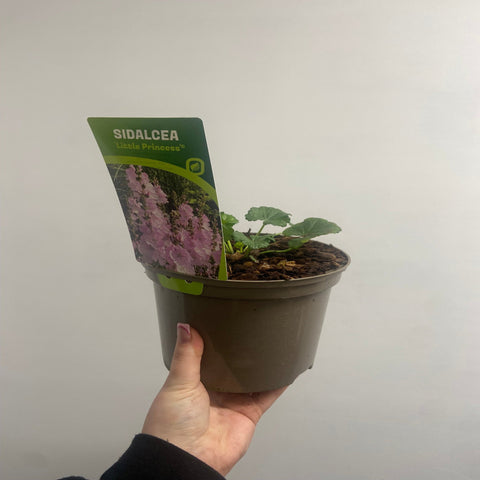 Sidalcea 'Little Princess' 2L