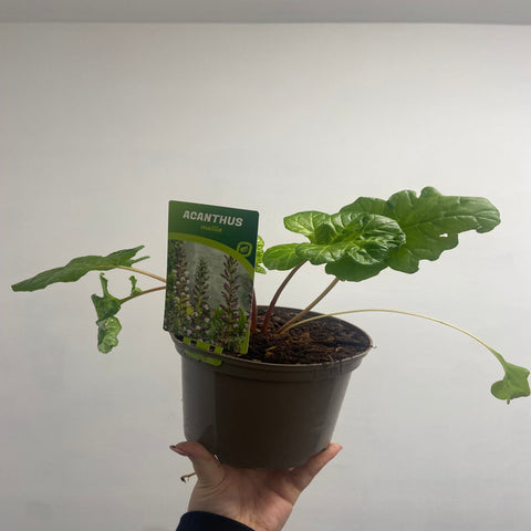 Acanthus mollis 2L