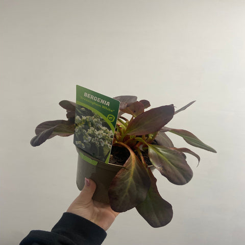 Bergenia Bressingham Blanc 2L