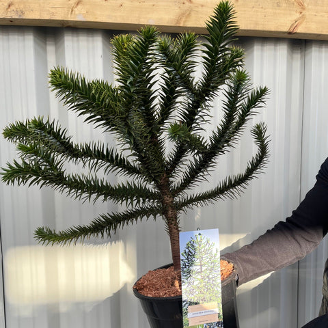 Araucaria Araucana Monkey Puzzle Tree  | Large Tree | 7.5L Pot | Height including pot 70-80cm