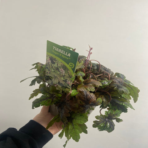 Tiarella 'Sugar and Spice' 2L