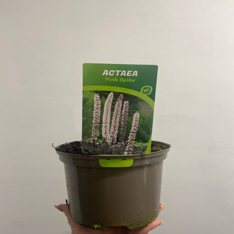 Actaea simplex Pink Spike' 2L