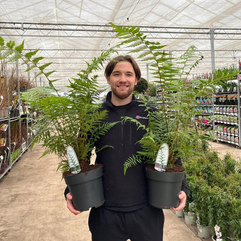 Dicksonia antarctica 'Baumfarn' 1/2/5L