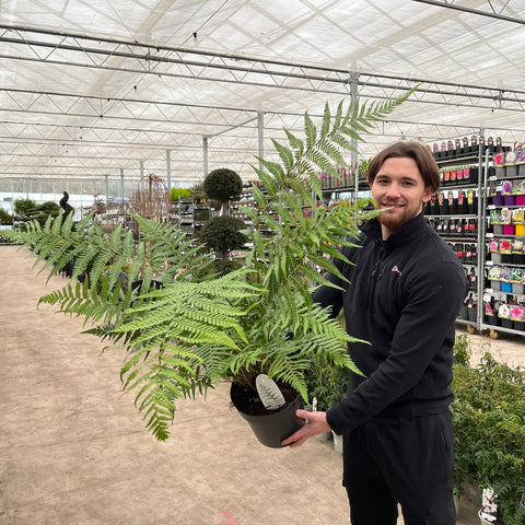 Dicksonia antarctica 'Baumfarn' 1/2/5L