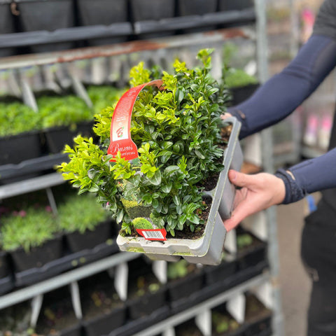 Buxus Hedging Carry Pack (2 Packs Available)