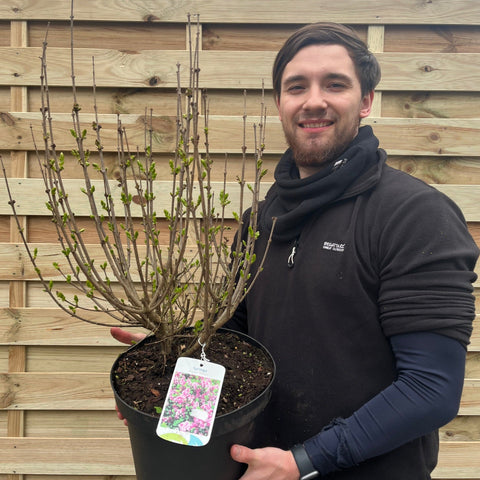 Syringa meyeri 'Palibin' (Lilac) 7.5L
