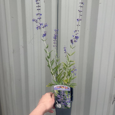 Perovskia 'Blue Spire' 9 cm / 2 l