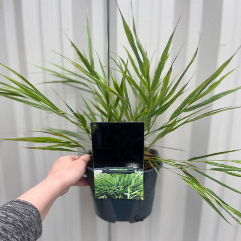 Hakonechloa macra Gras 9cm / 2L