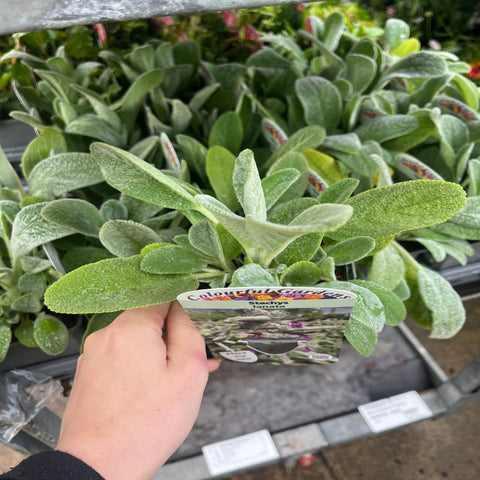 Stachys lanata 9cm / 2L