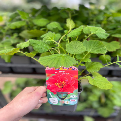 Pot Geum « Mrs Bradshaw » 9 cm/1,5 L/3 L